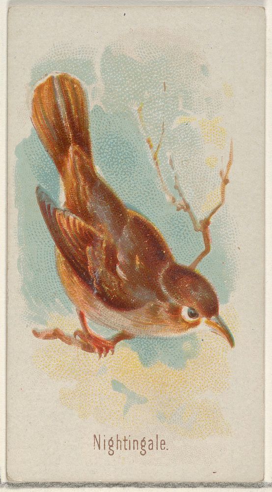 Nightingale, from the Song Birds of the World series (N23) for Allen & Ginter Cigarettes issued by Allen & Ginter, George S.…