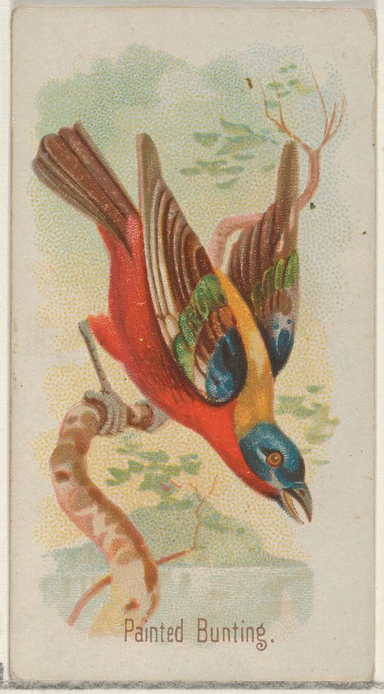 Painted Bunting, from the Song Birds of the World series (N23) for Allen & Ginter Cigarettes, issued by Allen & Ginter