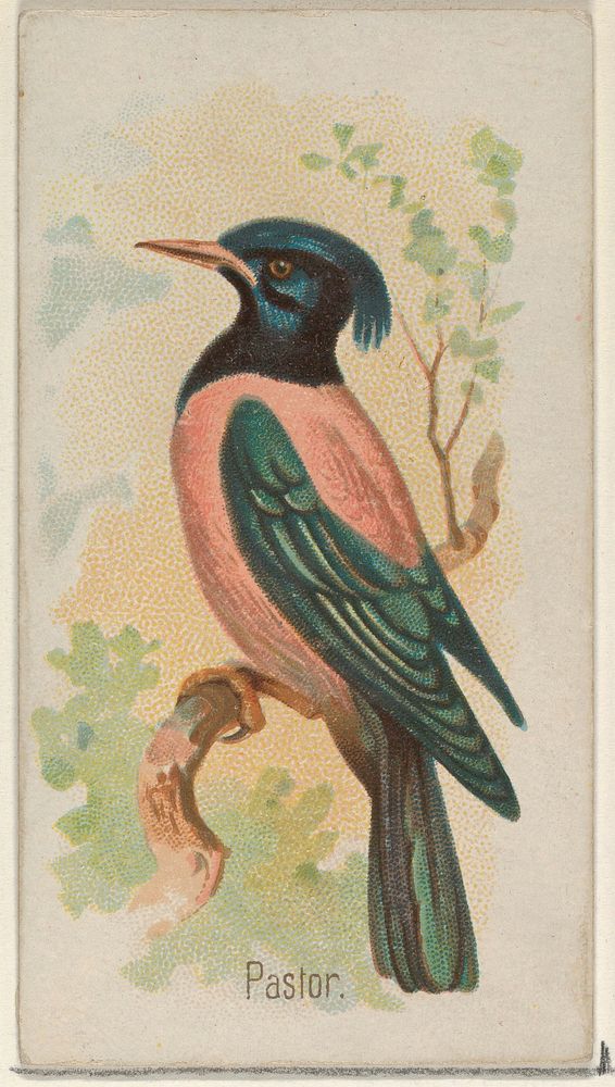 Pastor, from the Song Birds of the World series (N23) for Allen & Ginter Cigarettes