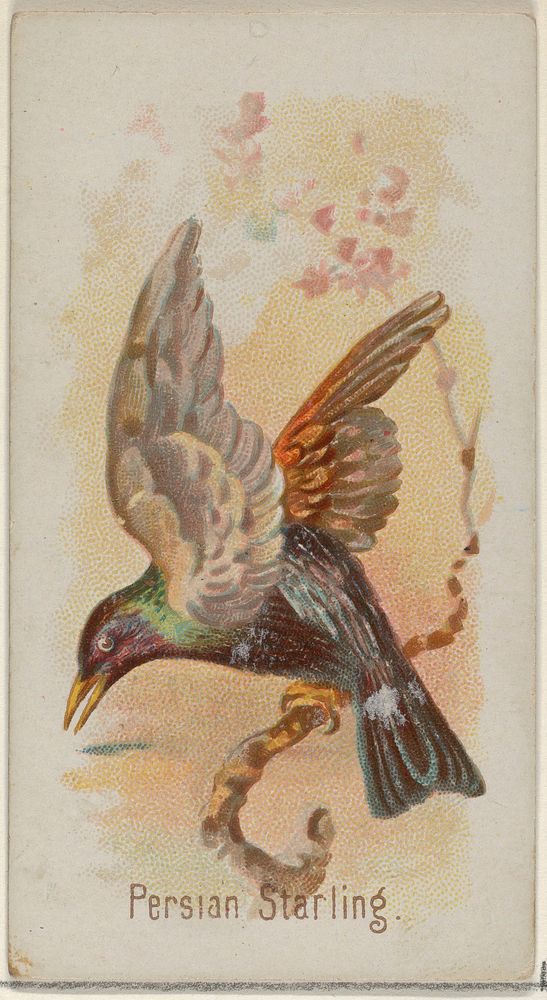 Persian Starling, from the Song Birds of the World series (N23) for Allen & Ginter Cigarettes issued by Allen & Ginter…