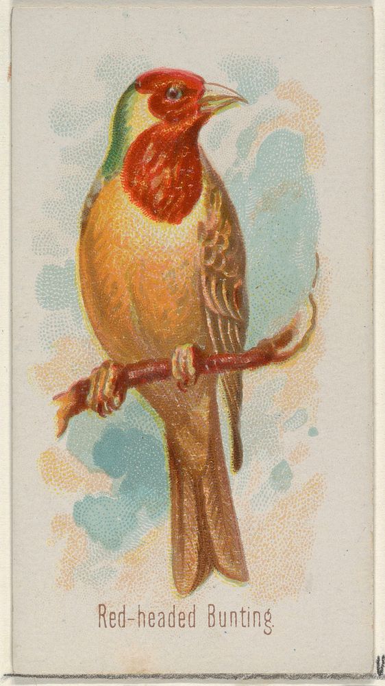 Red-headed Bunting, from the Song Birds of the World series (N23) for Allen & Ginter Cigarettes