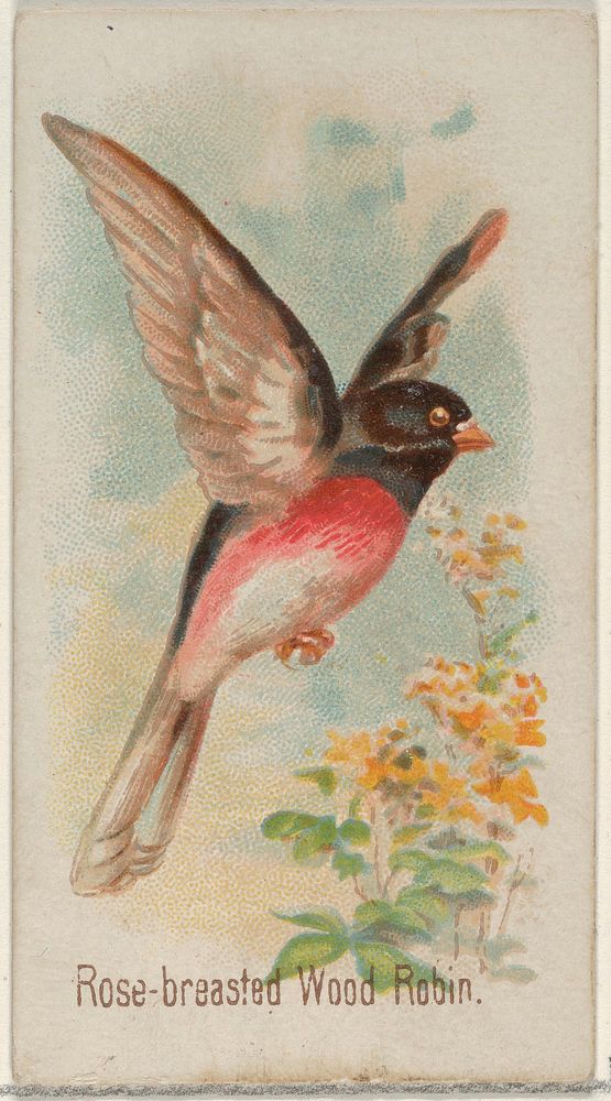 Rose-breasted Wood Robin, from the Song Birds of the World series (N23) for Allen & Ginter Cigarettes issued by Allen &…