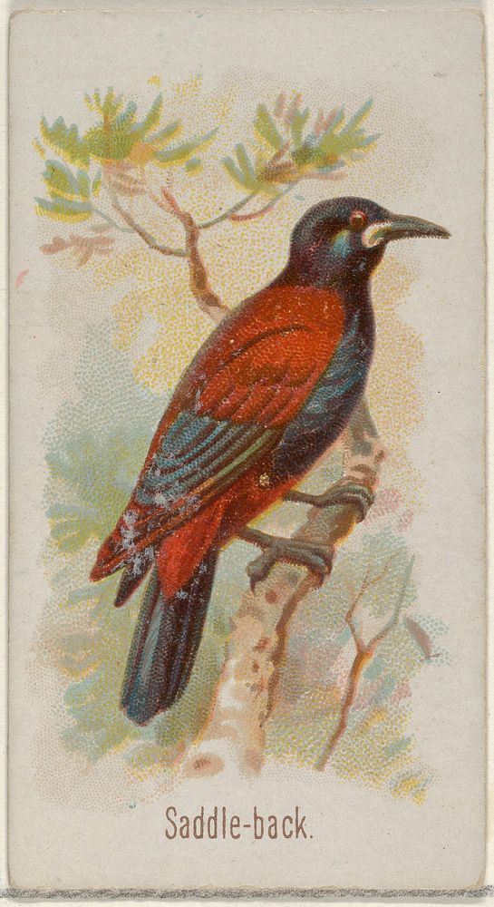 Saddle-back, from the Song Birds of the World series (N23) for Allen & Ginter Cigarettes issued by Allen & Ginter, George S.…