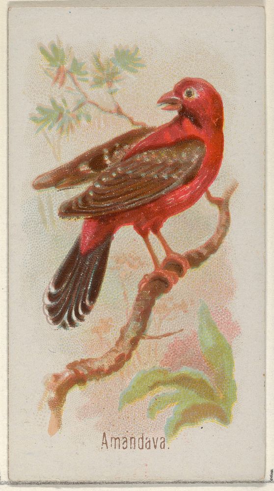 Amandava, from the Song Birds of the World series (N23) for Allen & Ginter Cigarettes