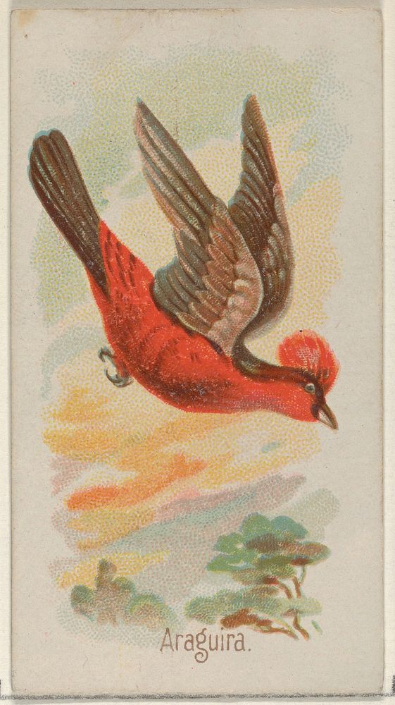 Araguira, from the Song Birds of the World series (N23) for Allen & Ginter Cigarettes issued by Allen & Ginter, George S.…