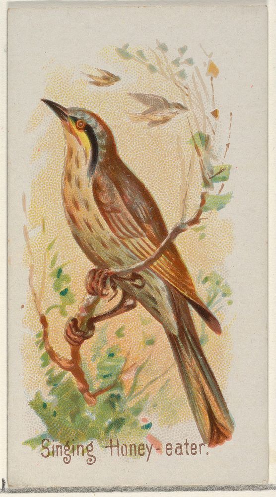 Singing Honey-eater, from the Song Birds of the World series (N23) for Allen & Ginter Cigarettes issued by Allen & Ginter…