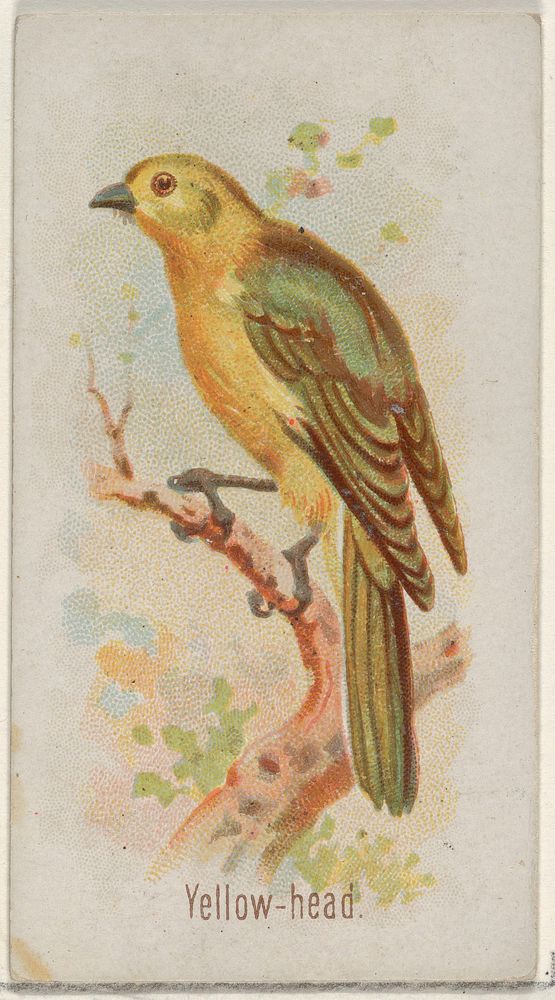 Yellow-head, from the Song Birds of the World series (N23) for Allen & Ginter Cigarettes issued by Allen & Ginter, George S.…