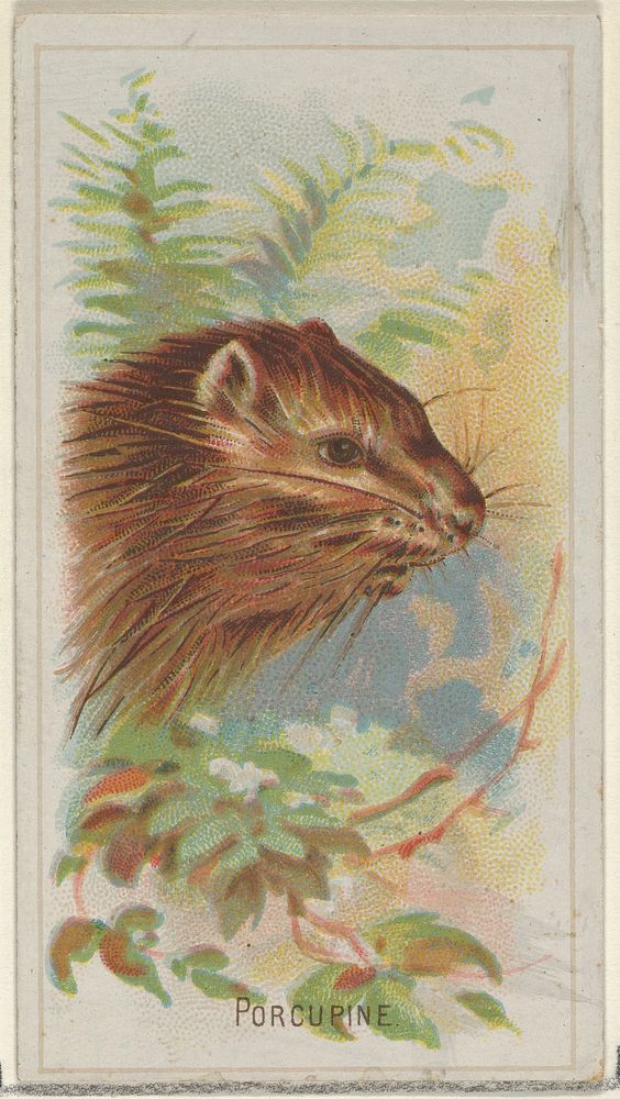 Porcupine, from the Wild Animals of the World series (N25) for Allen & Ginter Cigarettes, issued by Allen & Ginter