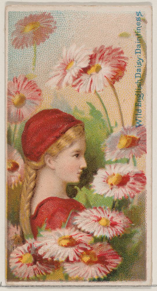 Wild English Daisy: Daintiness, from the series Floral Beauties and Language of Flowers (N75) for Duke brand cigarettes