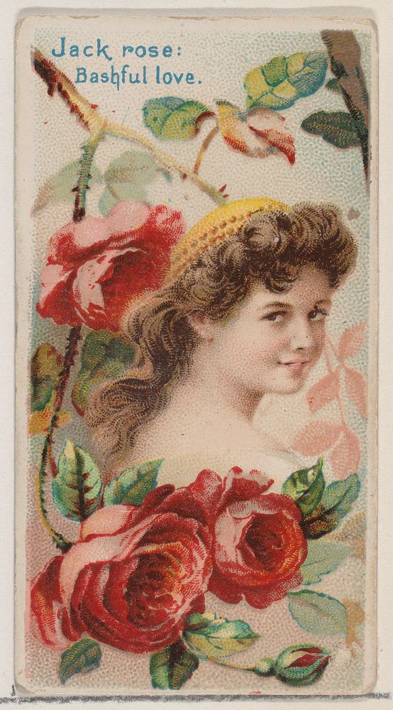 Jack Rose: Bashful Love, from the series Floral Beauties and Language of Flowers (N75) for Duke brand cigarettes issued by…