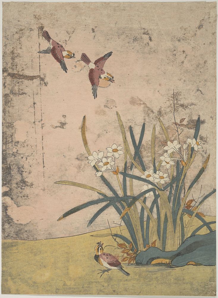 Birds and Narcissus