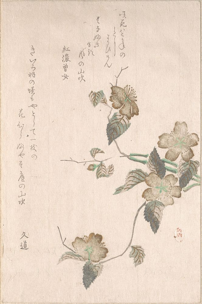 Yamabuki Flowers (kerria japonica) by Unidentified artist
