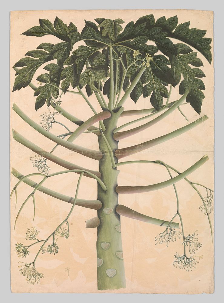 Male Papaya Tree