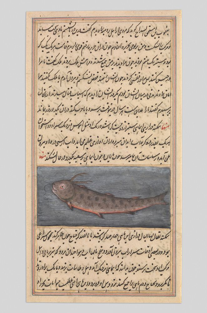 Fish Illustration from a Cosmological Manuscript