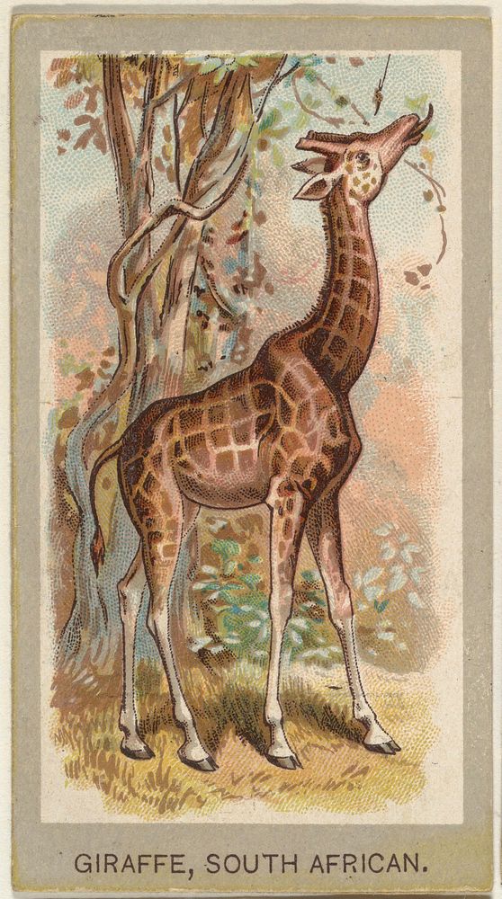 Giraffe, South African, from the Animals of the World series (T180), issued by Abdul Cigarettes