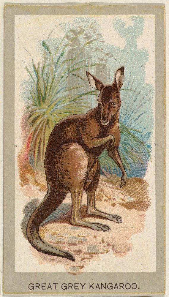 Great Grey Kangaroo, from the Animals of the World series (T180), issued by Abdul Cigarettes