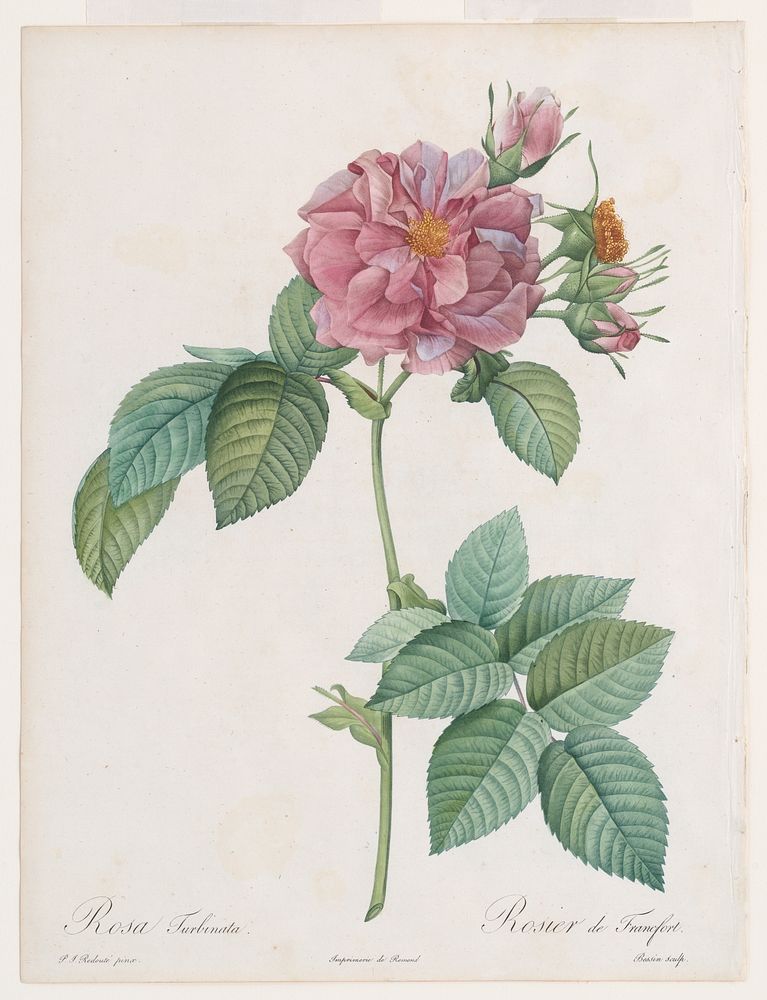 &lsquo;Empress Josephine&rsquo; or Frankfort Rose (Rosa turbinata), from Claude-Antoine Thory, Les Roses by Pierre Joseph…