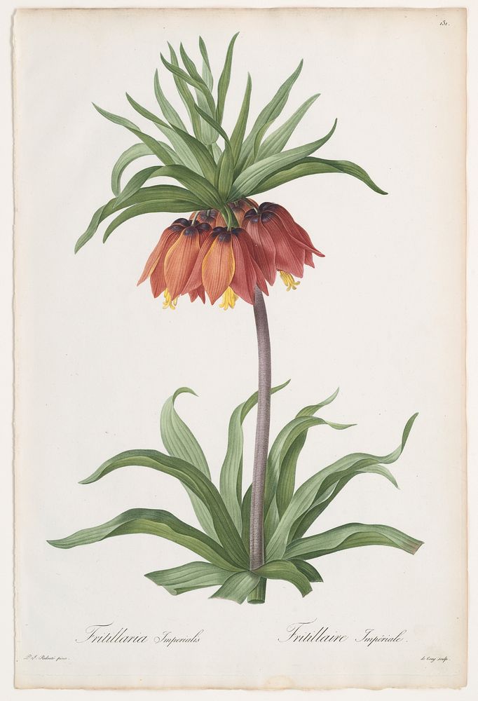 Crown Imperial (Fritillaria imperialis), from Les Liliac&eacute;es by Pierre Joseph Redout&eacute; (French, 1759&ndash;1840)