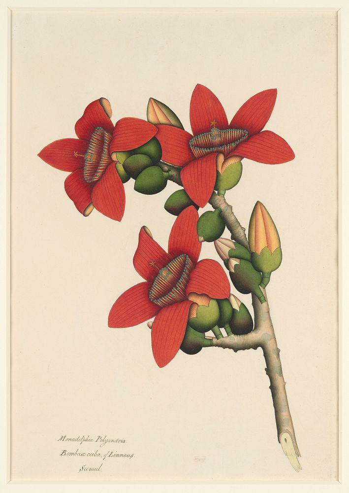 Cotton Tree Flowers, ca. 1800&ndash;1805