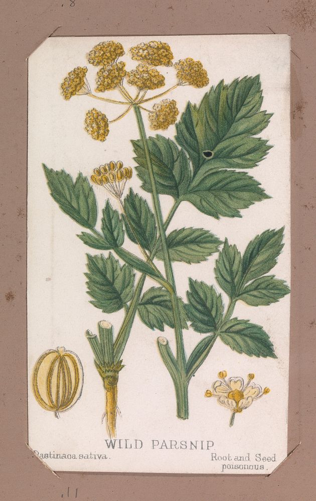 Wild Parsnip from the Plants series, Louis Prang & Co. (Boston, Massachusetts)