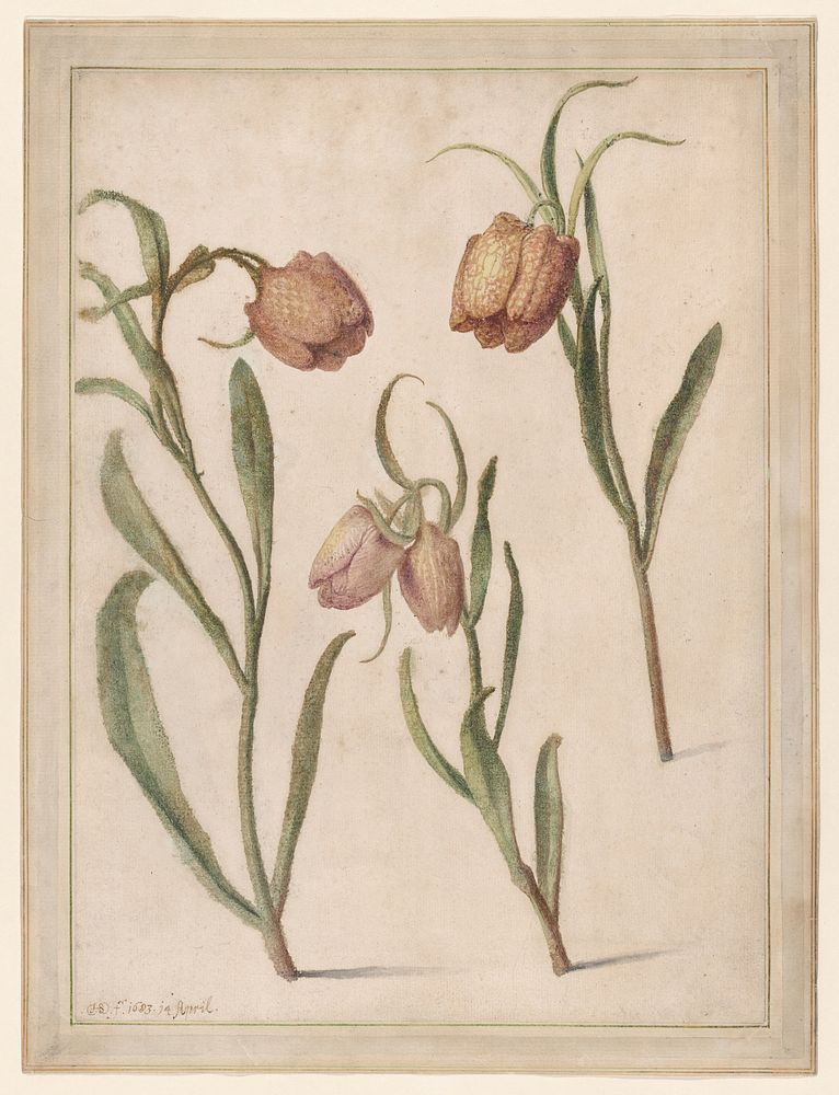 Study of Three Fritillaries by Herman Saftleven II