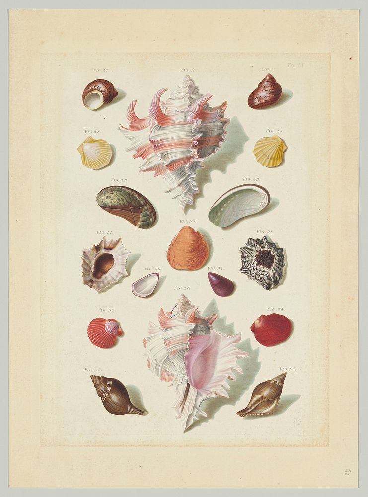 Plate IX from "Choix de Coquillages et de Crustacés"