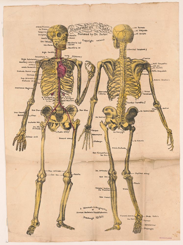 Anatomical plates, published by Dr. Parker. Original from the Library of Congress.