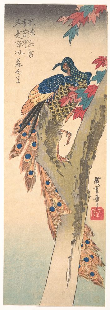 A Peacock Perched on a Maple Tree. Original public domain image from the MET museum.