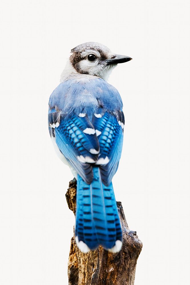 Blue jay isolated animal image