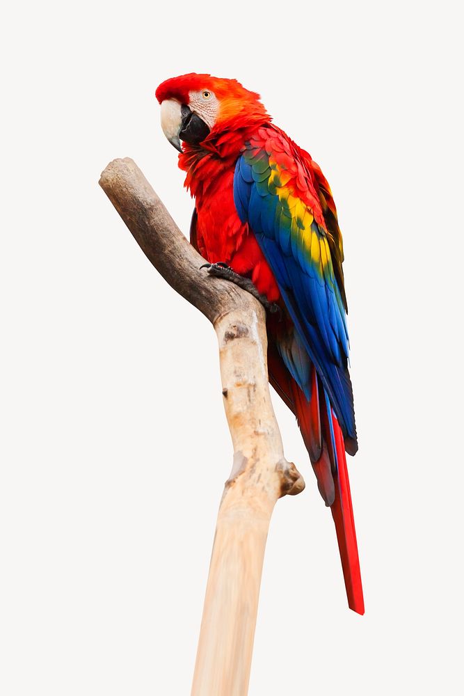 Scarlet Macaw collage element, isolated image psd