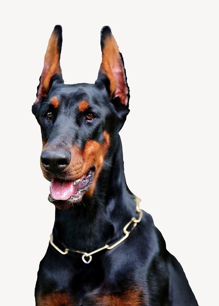 Doberman dog, isolated animal image psd
