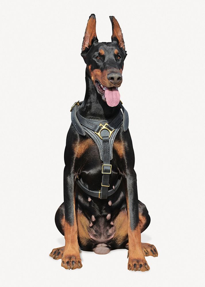 Doberman dog, isolated collage element psd