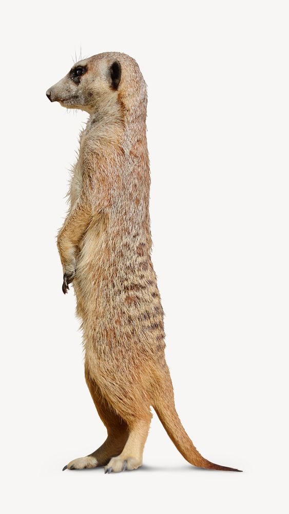 Standing meerkat wildlife, isolated animal image psd