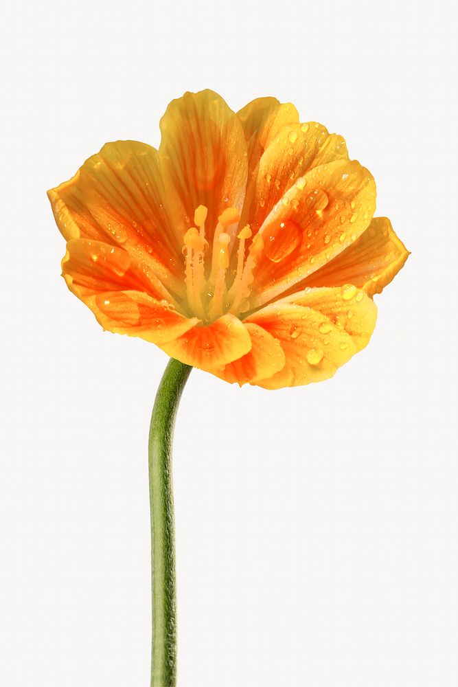 Orange lewisia flower isolated image