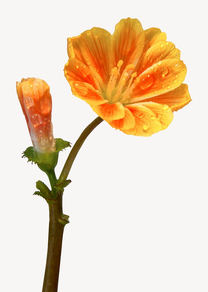Orange lewisia collage element, isolated image psd