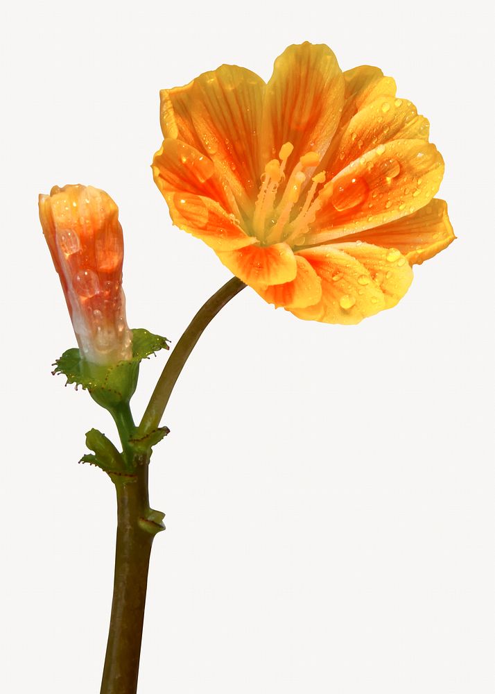 Orange lewisia flower isolated image
