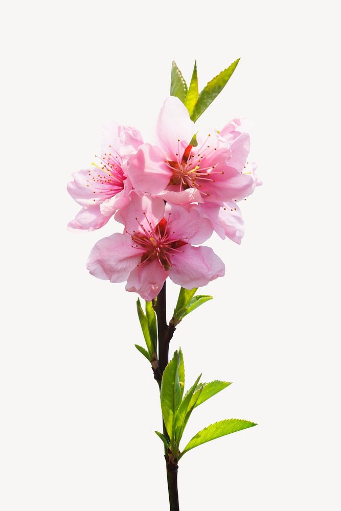 Peach blossom collage element, isolated image psd