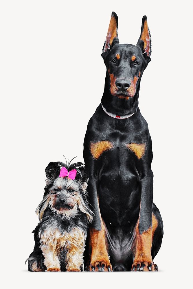 Doberman and yorkshire dog sitting psd psd