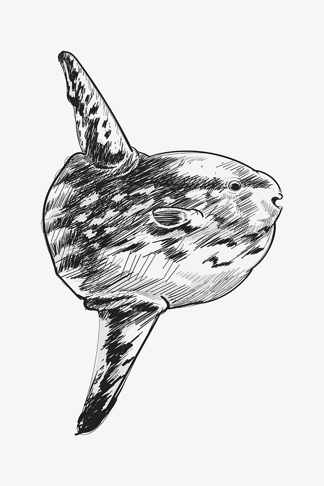 Whale  sketch animal illustration psd