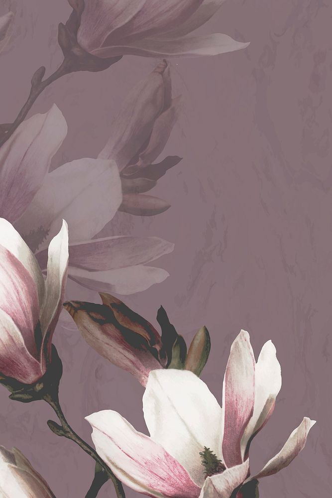 Magnolia background, flower illustration