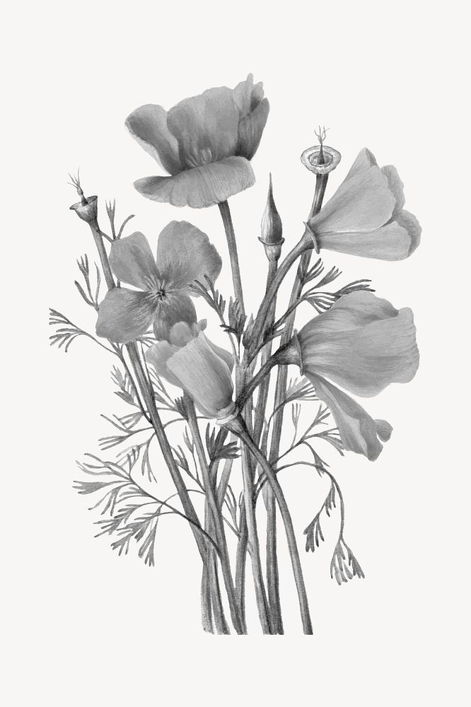 Gray flower collage element, botanical illustration psd