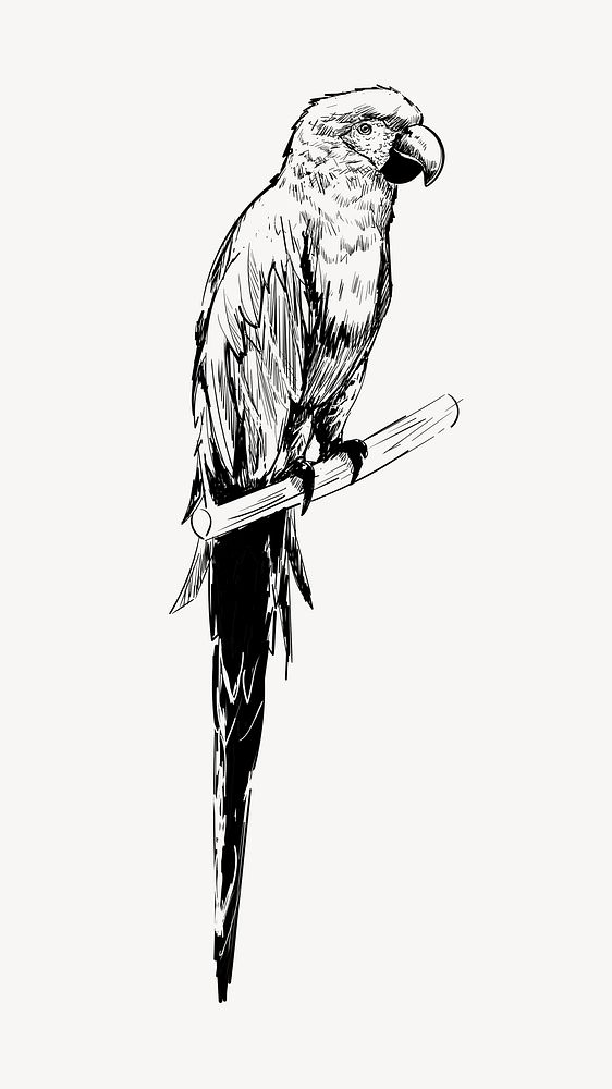 Macaw parrot sketch animal illustration psd