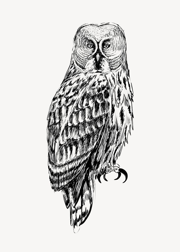 Great Gray owl animal illustration vector