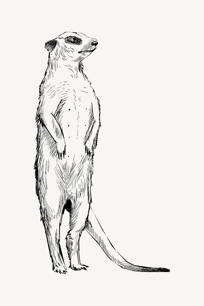 Meerkat standing animal illustration vector