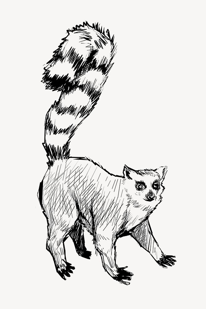 Lemur sketch animal illustration vector