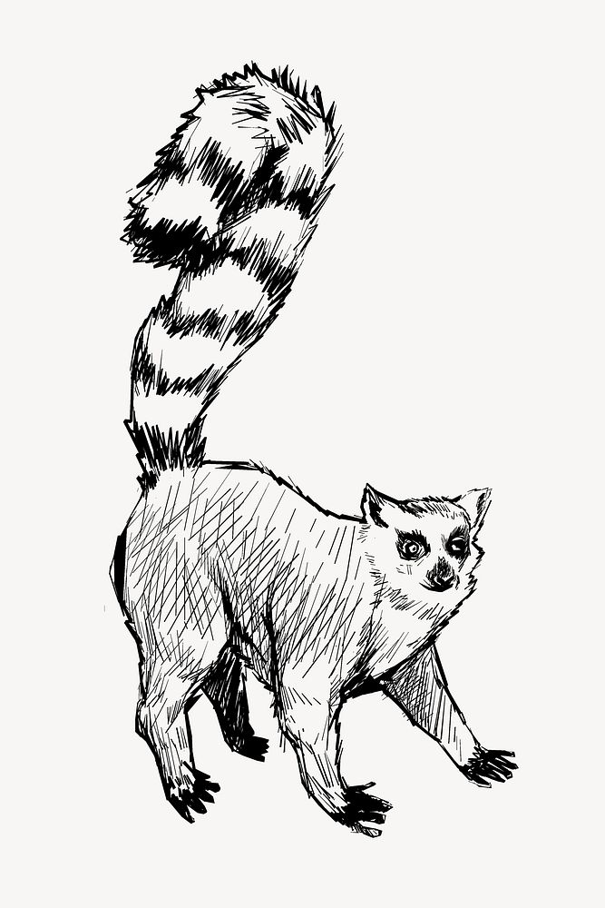 Lemur  sketch animal illustration psd