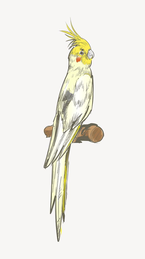 Cockatiel parrot sketch animal illustration psd