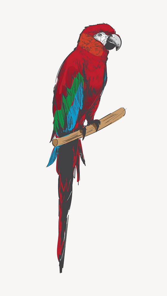 Macaw parrot animal illustration vector