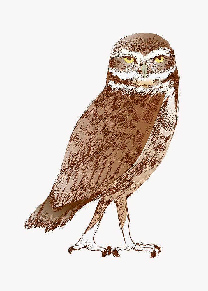 Burrowing owl sketch animal illustration psd