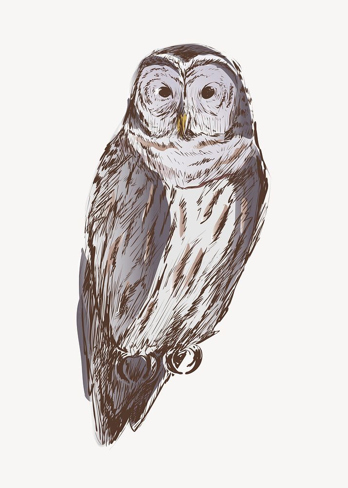 Barred owl animal illustration vector